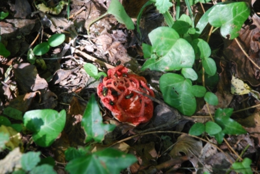 Clathrus ruber???